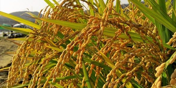 Côte d’Ivoire : Le gouvernement suspend les exportations de riz local et de sucre