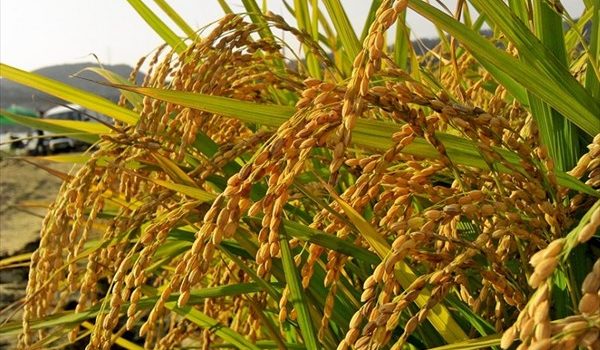 Côte d’Ivoire : Le gouvernement suspend les exportations de riz local et de sucre