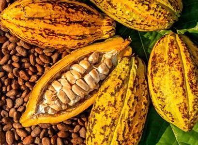 Côte d’Ivoire : Des prix d’achat de 1 000 FCFA/kg pour le cacao et 900 FCFA/kg pour le café