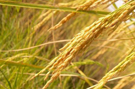 Côte d’Ivoire : le gouvernement signe un accord de 163 millions $ avec l’israélien Ekobell pour la filière riz