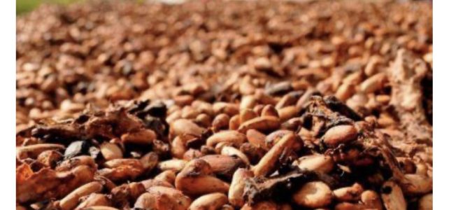 Côte d’Ivoire : la hausse à 2,47$ du prix garanti aux planteurs de cacao confirmée par les autorités